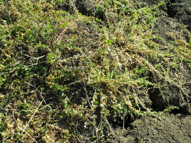 Kickxia spuria subsp. integrifolia